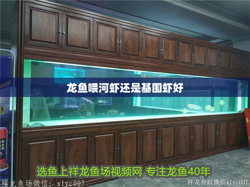 龍魚喂河蝦還是基圍蝦好 龍魚喂河蝦還是基圍蝦好 龍魚百科