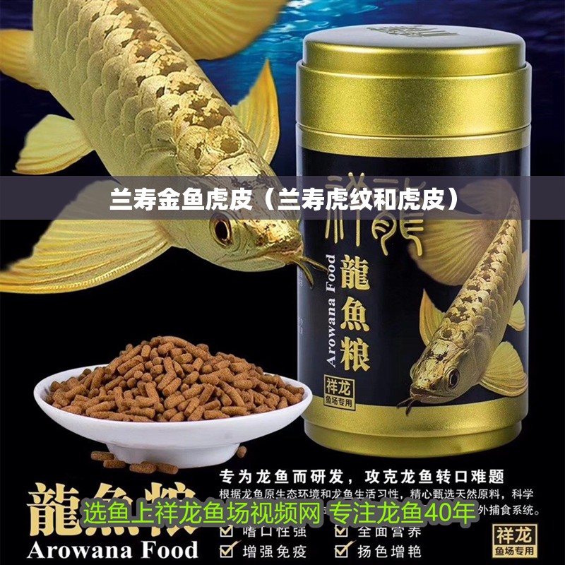 蘭壽金魚虎皮（蘭壽虎紋和虎皮）