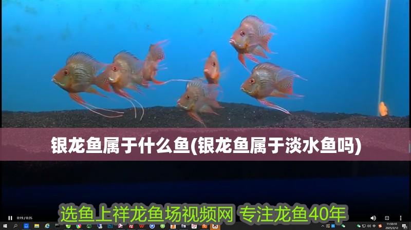 銀龍魚屬于什么魚(銀龍魚屬于淡水魚嗎)