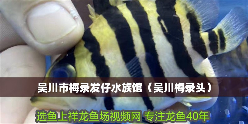 吳川市梅錄發(fā)仔水族館（吳川梅錄頭）