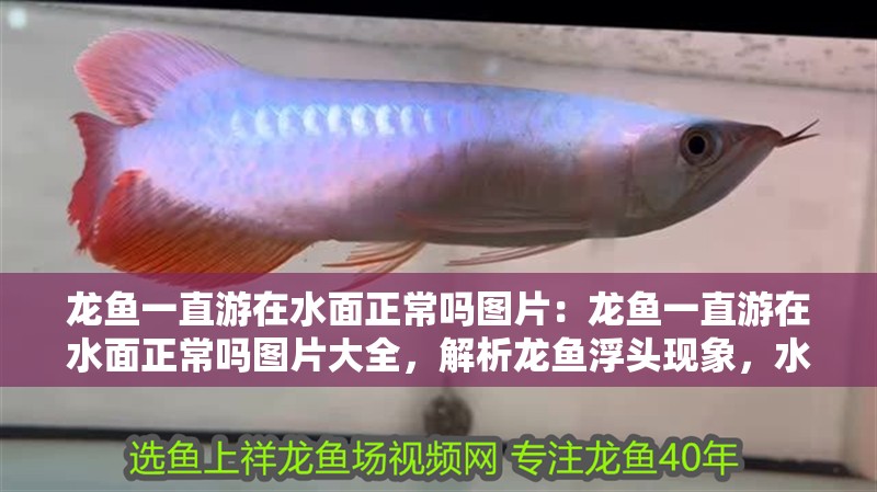 龍魚一直游在水面正常嗎圖片:龍魚一直游在水面正常嗎圖片大全,解析龍魚浮頭現象,水面游弋是否正常及圖片全 水族問答 龍魚一直游在水面正常嗎圖片:龍魚一直游在水面正常嗎圖片大全,解析龍魚浮頭現象,水面游弋是否正常及圖片全 龍魚一直游在水面正常嗎圖片:龍魚一直游在水面正常嗎圖片大全,解析龍魚浮頭現象,水面游弋是否正常及圖片全 水族問答