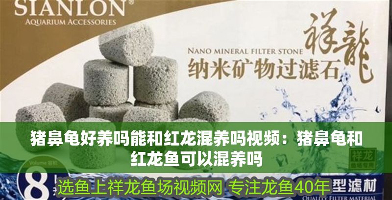 豬鼻龜好養嗎能和紅龍混養嗎視頻：豬鼻龜和紅龍魚可以混養嗎