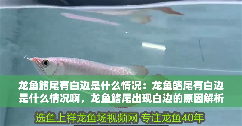 龍魚鰭尾有白邊是什么情況：龍魚鰭尾有白邊是什么情況啊，龍魚鰭尾出現白邊的原因解析