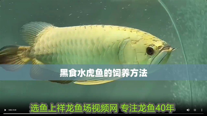 黑食水虎魚的飼養(yǎng)方法