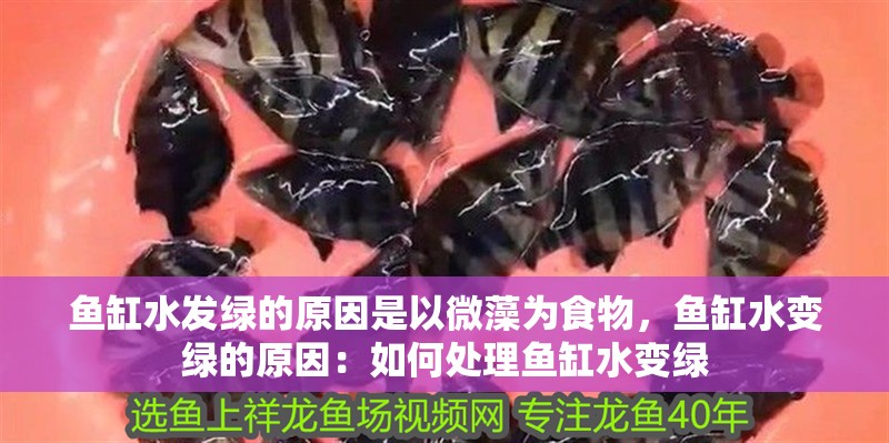 魚缸水發綠的原因是以微藻為食物，魚缸水變綠的原因：如何處理魚缸水變綠