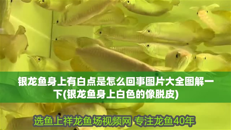 魚缸過濾器選購指南:自制魚缸過濾器魚缸上置過濾器對于養魚愛好者的必備知識 銀龍魚身上有白點是怎么回事圖片大全圖解一下(銀龍魚身上白色的像脫皮) 銀龍魚百科 銀龍魚身上有白點是怎么回事圖片大全圖解一下(銀龍魚身上白色的像脫皮) 銀龍魚身上有白點是怎么回事圖片大全圖解一下(銀龍魚身上白色的像脫皮) 銀龍魚百科
