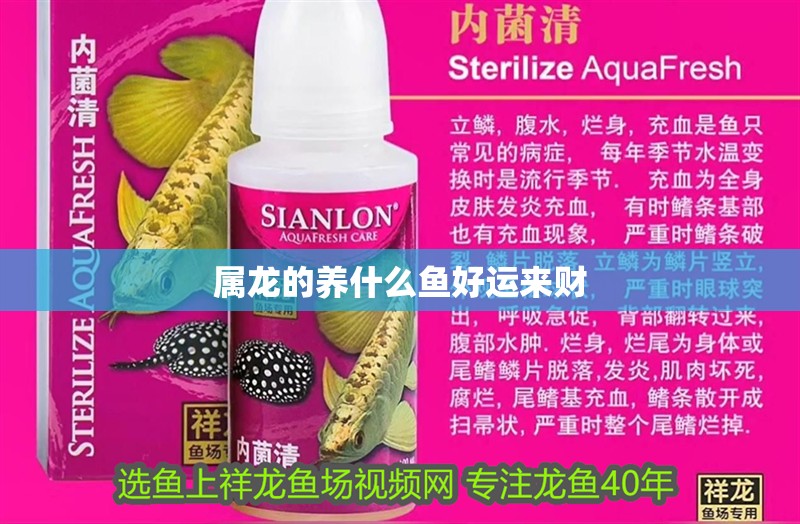 屬龍的養什么魚好運來財 屬龍的養什么魚好運來財 龍魚百科