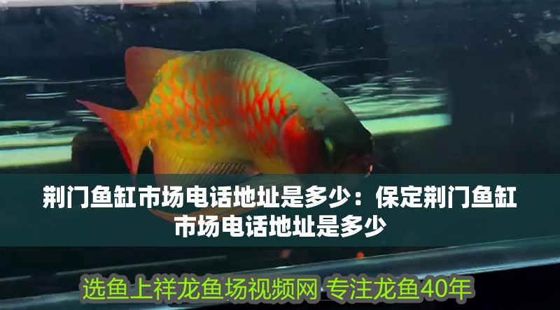 鸚鵡魚和銀龍魚混養(yǎng)怎樣喂食 荊門魚缸市場電話地址是多少:保定荊門魚缸市場電話地址是多少 魚缸百科 荊門魚缸市場電話地址是多少:保定荊門魚缸市場電話地址是多少 荊門魚缸市場電話地址是多少:保定荊門魚缸市場電話地址是多少 魚缸百科