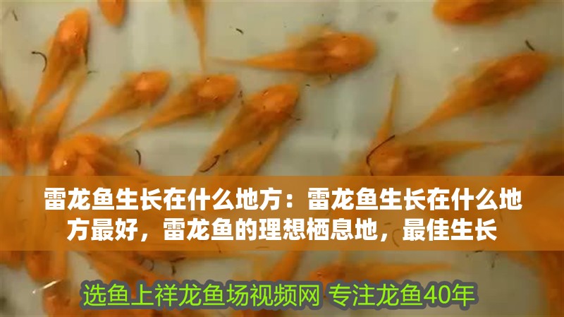雷龍魚生長在什么地方：雷龍魚生長在什么地方最好，雷龍魚的理想棲息地，最佳生長 雷龍魚生長在什么地方：雷龍魚生長在什么地方最好，雷龍魚的理想棲息地，最佳生長 水族問答
