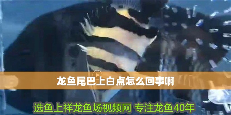 龍魚尾巴上白點怎么回事啊 龍魚尾巴上白點怎么回事啊 龍魚百科
