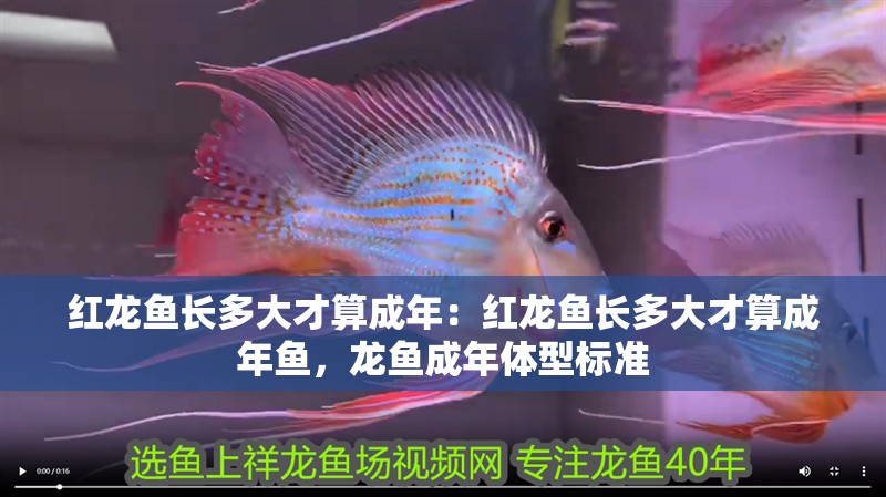 紅龍魚長多大才算成年：紅龍魚長多大才算成年魚，龍魚成年體型標準