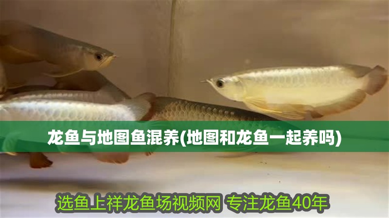 龍魚與地圖魚混養(地圖和龍魚一起養嗎)