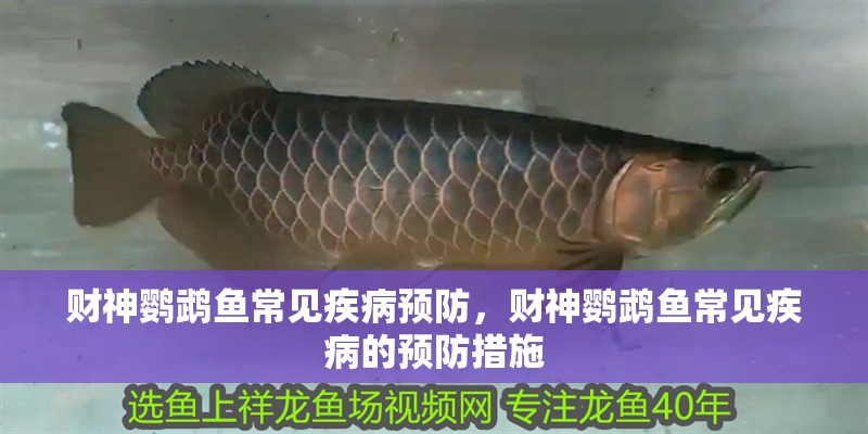 財神鸚鵡魚常見疾病預防，財神鸚鵡魚常見疾病的預防措施