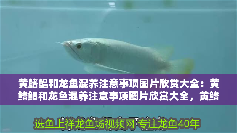 黃鰭鯧和龍魚混養注意事項圖片欣賞大全：黃鰭鯧和龍魚混養注意事項圖片欣賞大全，黃鰭鯧與龍魚混養全攻略，高清圖片欣賞