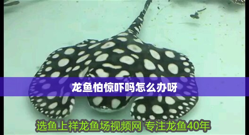 龍魚怕驚嚇嗎怎么辦呀