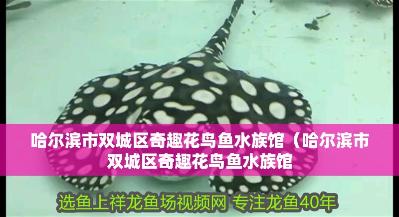 哈爾濱市雙城區奇趣花鳥魚水族館（哈爾濱市雙城區奇趣花鳥魚水族館