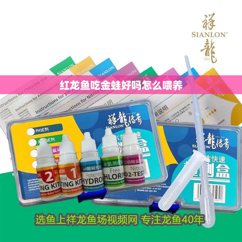 紅龍魚吃金蛙好嗎怎么喂養(yǎng)