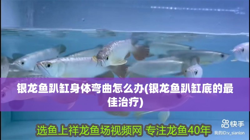 銀龍魚趴缸身體彎曲怎么辦(銀龍魚趴缸底的最佳治療)