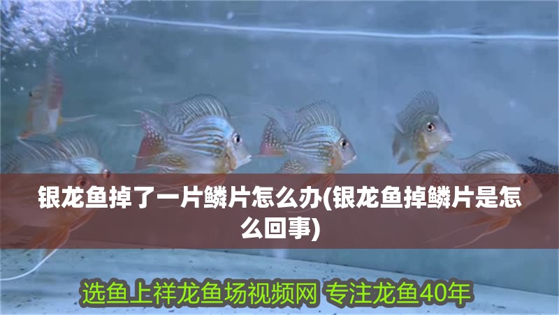 銀龍魚掉了一片鱗片怎么辦(銀龍魚掉鱗片是怎么回事)