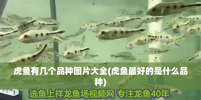 虎魚有幾個品種圖片大全(虎魚最好的是什么品種)