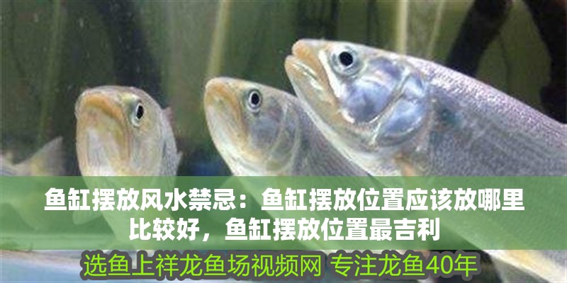 魚缸擺放風水禁忌：魚缸擺放位置應該放哪里比較好，魚缸擺放位置最吉利