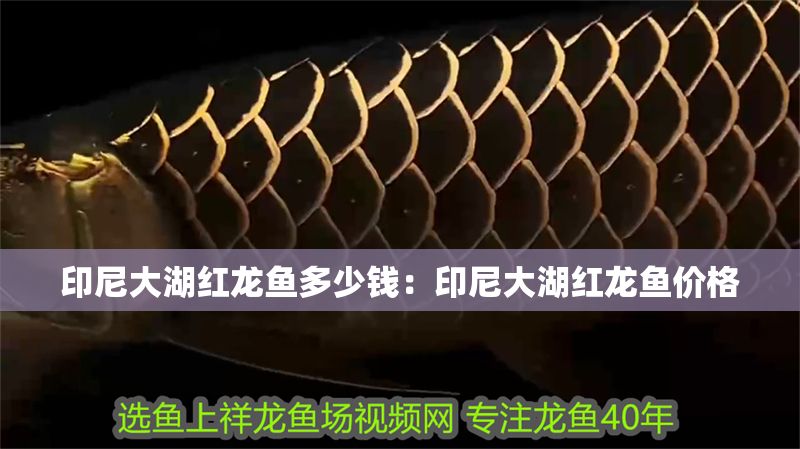 印尼大湖紅龍魚多少錢:印尼大湖紅龍魚價格 大湖紅龍魚百科 第1張 印尼大湖紅龍魚多少錢:印尼大湖紅龍魚價格 印尼大湖紅龍魚多少錢:印尼大湖紅龍魚價格 大湖紅龍魚百科 第1張