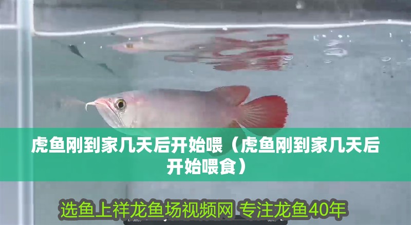 虎魚剛到家幾天后開始喂（虎魚剛到家幾天后開始喂食）