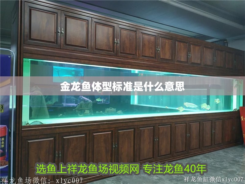 金龍魚體型標準是什么意思