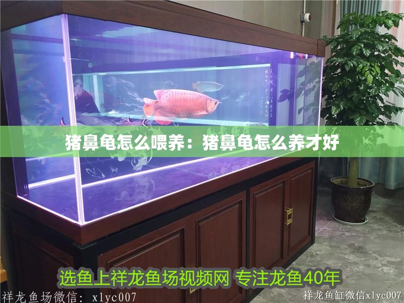 豬鼻龜怎么喂養：豬鼻龜怎么養才好