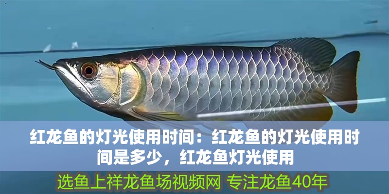 紅龍魚的燈光使用時間:紅龍魚的燈光使用時間是多少,紅龍魚燈光使用 水族問答 紅龍魚的燈光使用時間:紅龍魚的燈光使用時間是多少,紅龍魚燈光使用 紅龍魚的燈光使用時間:紅龍魚的燈光使用時間是多少,紅龍魚燈光使用 水族問答