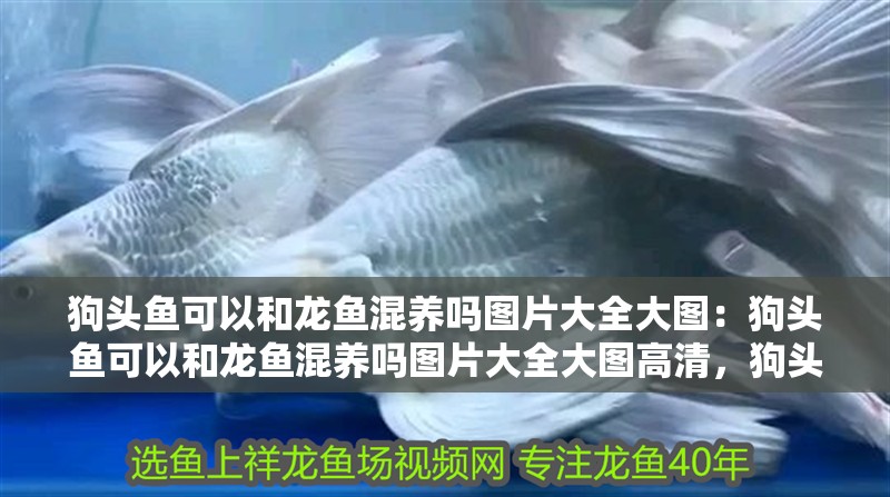 狗頭魚可以和龍魚混養(yǎng)嗎圖片大全大圖：狗頭魚可以和龍魚混養(yǎng)嗎圖片大全大圖高清，狗頭魚與龍魚混養(yǎng)可行性