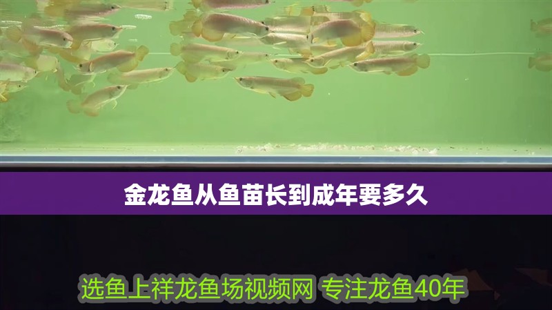 金龍魚從魚苗長到成年要多久 龍魚百科 金龍魚從魚苗長到成年要多久 金龍魚從魚苗長到成年要多久 龍魚百科