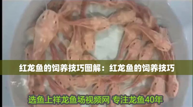 紅龍魚的飼養技巧圖解：紅龍魚的飼養技巧