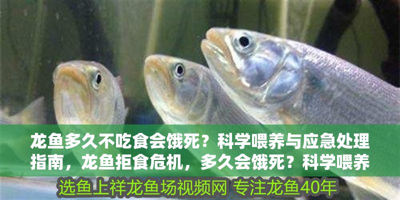 龍魚多久不吃食會餓死？科學喂養與應急處理指南，龍魚拒食危機，多久會餓死？科學喂養與應急處理全解析
