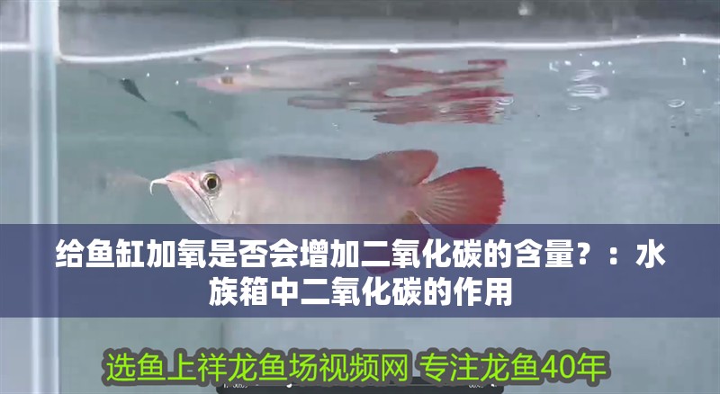 給魚缸加氧是否會增加二氧化碳的含量？：水族箱中二氧化碳的作用