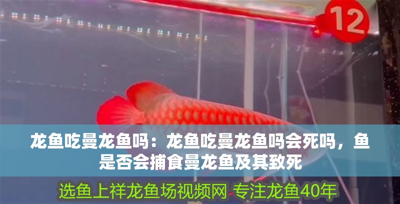 龍魚吃曼龍魚嗎：龍魚吃曼龍魚嗎會死嗎，魚是否會捕食曼龍魚及其致死