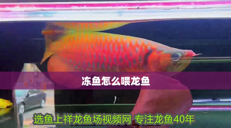 凍魚怎么喂龍魚