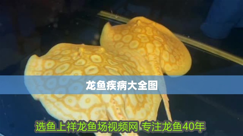 龍魚疾病大全圖