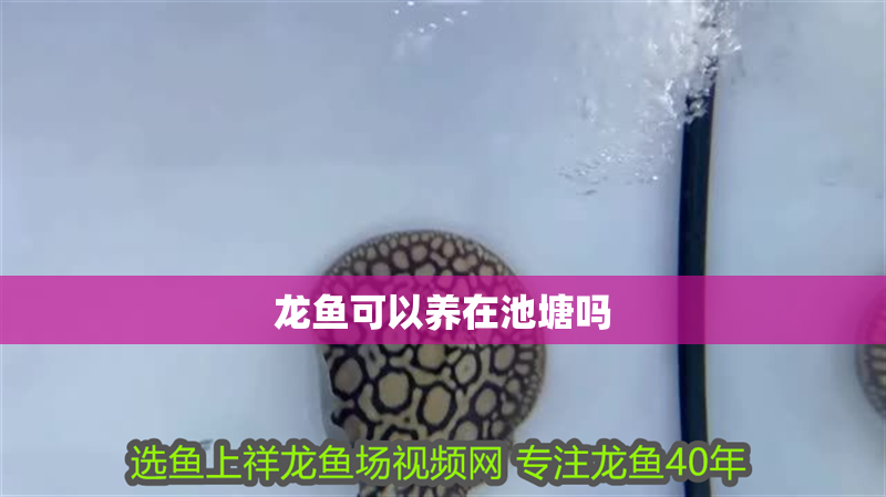 龍魚可以養(yǎng)在池塘嗎