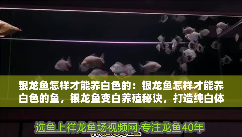 銀龍魚怎樣才能養白色的：銀龍魚怎樣才能養白色的魚，銀龍魚變白養殖秘訣，打造純白體色的實用 銀龍魚怎樣才能養白色的：銀龍魚怎樣才能養白色的魚，銀龍魚變白養殖秘訣，打造純白體色的實用 水族問答