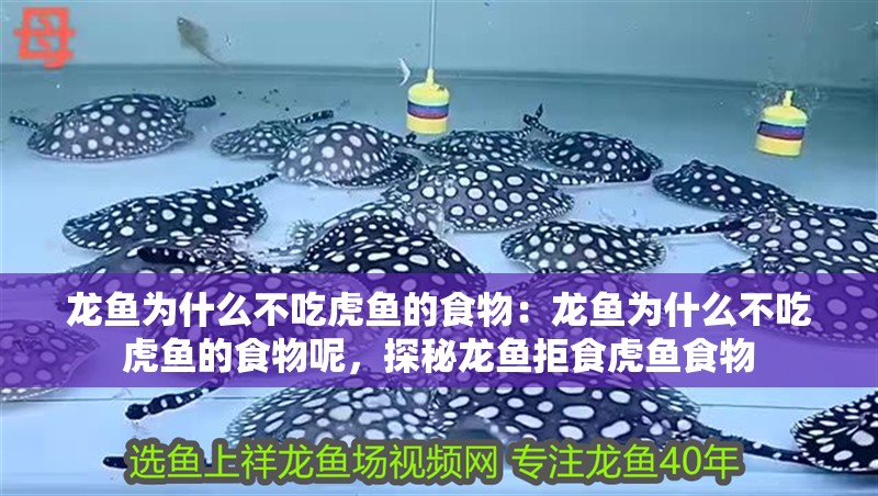 龍魚為什么不吃虎魚的食物:龍魚為什么不吃虎魚的食物呢,探秘龍魚拒食虎魚食物 水族問答 龍魚為什么不吃虎魚的食物:龍魚為什么不吃虎魚的食物呢,探秘龍魚拒食虎魚食物 龍魚為什么不吃虎魚的食物:龍魚為什么不吃虎魚的食物呢,探秘龍魚拒食虎魚食物 水族問答