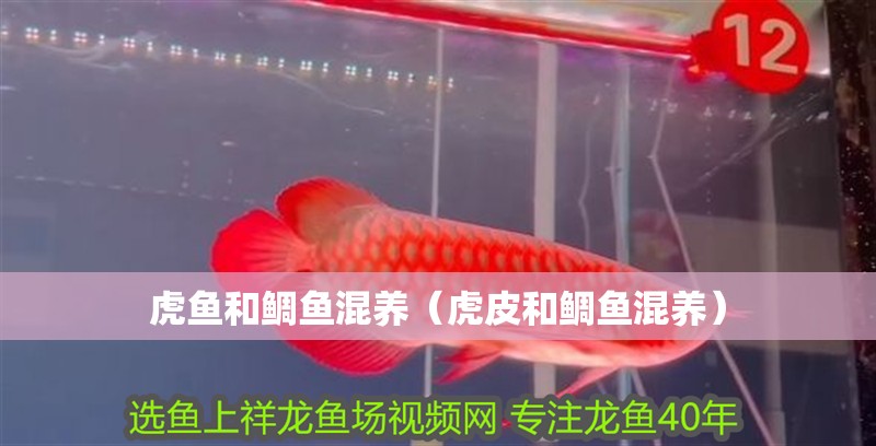 虎魚和鯛魚混養(yǎng)（虎皮和鯛魚混養(yǎng)）