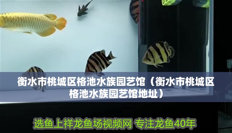 衡水市桃城區格池水族園藝館（衡水市桃城區格池水族園藝館地址） 衡水市桃城區格池水族園藝館（衡水市桃城區格池水族園藝館地址） 全國水族館企業名錄 第2張
