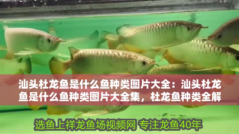 汕頭杜龍魚是什么魚種類圖片大全：汕頭杜龍魚是什么魚種類圖片大全集，杜龍魚種類全解析及高清圖片 汕頭杜龍魚是什么魚種類圖片大全：汕頭杜龍魚是什么魚種類圖片大全集，杜龍魚種類全解析及高清圖片 水族問答