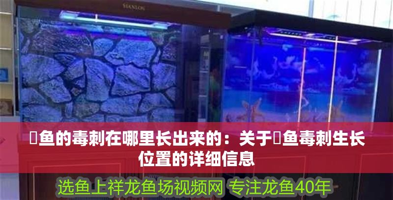 魟魚的毒刺在哪里長出來的:關于魟魚毒刺生長位置的詳細信息