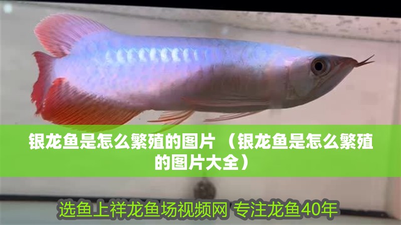 銀龍魚是怎么繁殖的圖片 （銀龍魚是怎么繁殖的圖片大全）