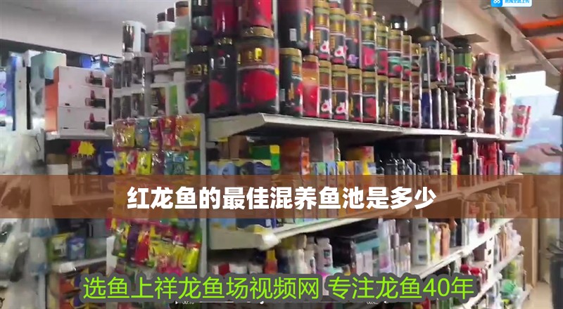 紅龍魚的最佳混養(yǎng)魚池是多少 紅龍魚的最佳混養(yǎng)魚池是多少 龍魚百科