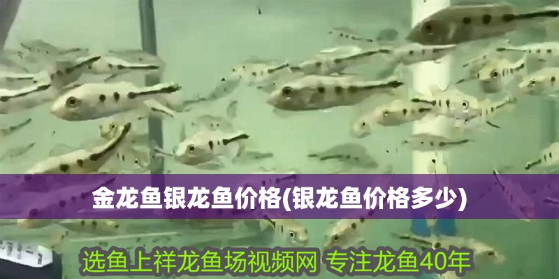 金龍魚銀龍魚價格(銀龍魚價格多少)
