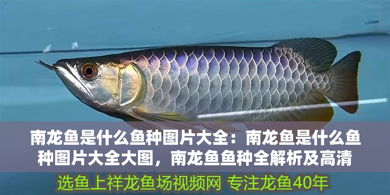 南龍魚是什么魚種圖片大全：南龍魚是什么魚種圖片大全大圖，南龍魚魚種全解析及高清 南龍魚是什么魚種圖片大全：南龍魚是什么魚種圖片大全大圖，南龍魚魚種全解析及高清 水族問答