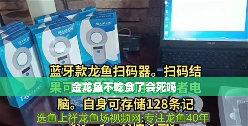 金龍魚不吃食了會死嗎 金龍魚不吃食了會死嗎 龍魚百科